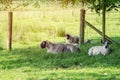 Big sheep on a meadow  on the farm Royalty Free Stock Photo