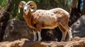 Bold Colorism: Majestic Brown Ram With Big Horns Standing On Rocks