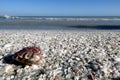 Big shell an the left side in front, Sanibel Island, Florida Royalty Free Stock Photo