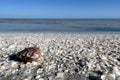 Big shell an the left side in front, Sanibel Island, Florida Royalty Free Stock Photo