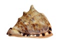 Big shell from tropical ocean Royalty Free Stock Photo