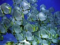 Big shoal of Batfish Royalty Free Stock Photo