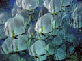 Big shoal of Batfish Royalty Free Stock Photo