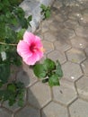 Big Shope flower pink shade