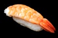 Big shrimp nigirizushi (nigiri sushi) Royalty Free Stock Photo