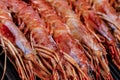 Big shrimp red long legs row sea food delicious delicacy close-up Royalty Free Stock Photo