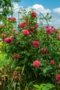 Big shrub of blooming red/pink rose on metal support on blurred green and blue sky background Royalty Free Stock Photo