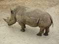 Big shy rhinoceros. Royalty Free Stock Photo