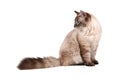 Big siberian cat Royalty Free Stock Photo