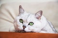 Big silver British cat with intelligent, beautiful green eyes resting on the couch and attentively looking at us Royalty Free Stock Photo