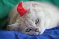 Big silver British cat in red Christmas hat tired of the bustling New Year holidays, he was today Santa Claus, on vivid Royalty Free Stock Photo