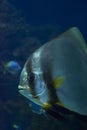 Big silver fish with bright colors Royalty Free Stock Photo