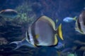 Big silver fish with bright colors Royalty Free Stock Photo