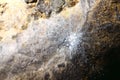 Big silvery mold fungi - read mold