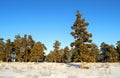 Big single beautiful pine tree in the middle of a snowy field in a sunny winter day Royalty Free Stock Photo