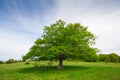 Big single beech tree