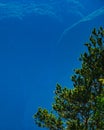 Big single coniferous tree against mountains