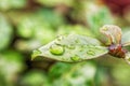 Big, single drop of water hanging from grass blades, all in juicy green colors. Green leaf and water drops detail. Royalty Free Stock Photo