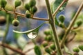 Big, single drop of water hanging from grass blades, all in juicy green colors. Green leaf and water drops detail. Royalty Free Stock Photo