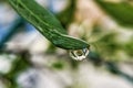 Big, single drop of water hanging from grass blades, all in juicy green colors. Green leaf and water drops detail. Royalty Free Stock Photo