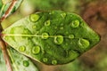 Big, single drop of water hanging from grass blades, all in juicy green colors. Green leaf and water drops detail. Royalty Free Stock Photo