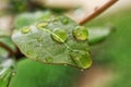 Big, single drop of water hanging from grass blades, all in juicy green colors. Green leaf and water drops detail. Royalty Free Stock Photo