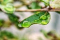 Big, single drop of water hanging from grass blades, all in juicy green colors. Green leaf and water drops detail. Royalty Free Stock Photo