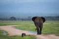 Big single elephant on african road