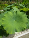 Big single leaf of lotus / Nelumbo nucifera in botanical garden in Zagreb Royalty Free Stock Photo