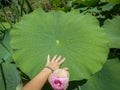 Big single leaf of lotus compared with hand Royalty Free Stock Photo