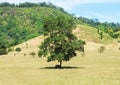 Big Single Tree Standing Alone in The Green Field and Handmade Chair under The Shadow of Big Tree for Tourist to Rest Royalty Free Stock Photo