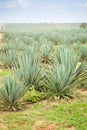 Big sisal plantation Royalty Free Stock Photo