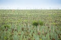 Big sisal plantation Royalty Free Stock Photo