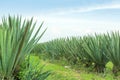 Big sisal plantation Royalty Free Stock Photo