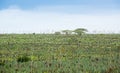 Big sisal plantation Royalty Free Stock Photo