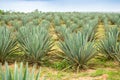 Big sisal plantation Royalty Free Stock Photo