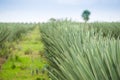 Big sisal plantation Royalty Free Stock Photo