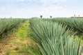 Big sisal plantation Royalty Free Stock Photo