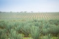 Big sisal plantation Royalty Free Stock Photo