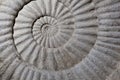Big size ammonite