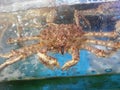 Big size King crab in coner. Fresh Seafood