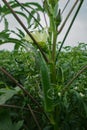 Big Size Lady Finger plant, Okra Abelmoschus esculentus, known in many English-speaking countries as ladies` fingers or ochro, is Royalty Free Stock Photo