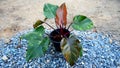 big size of philodendron Orange princess in the pot