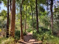 Big size variety of plants, big trunk, blue sky Royalty Free Stock Photo