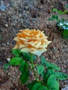 Big size yellow rose