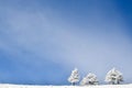 Big sky and pine trees after a snowstorm. Royalty Free Stock Photo