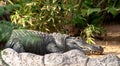 A big sleeping crocodile on a stone