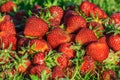 Big slide ripe red juicy fragrant berry strawberry  green grass close-up Royalty Free Stock Photo