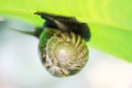 A big slimy snail on a leaf in a tropical garden Royalty Free Stock Photo