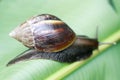 A big slimy snail on a leaf in a tropical garden Royalty Free Stock Photo